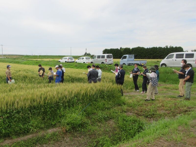 写真2 春小麦の栽培ほ場にて栽培管理の情報交換を行いました。