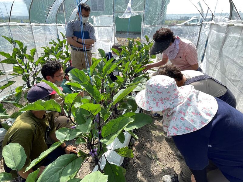 写真1 ナス養液栽培研修の様子。