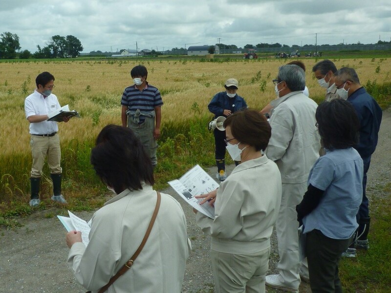 写真1 春小麦の説明をする小田係長（左から1人目）。