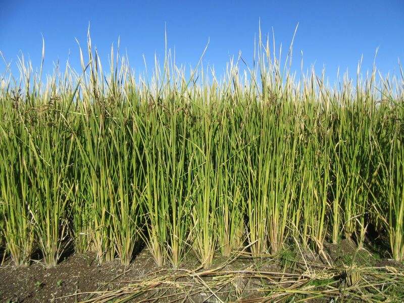 稲WCS(Whole Crop Silage:稲発酵粗飼料)専用品種の収穫を行い 稲WCS(Whole Crop Silage:稲発酵粗飼料)専用品種の収穫を行い