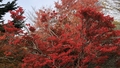 Autumn_leaves-640-360.jpg